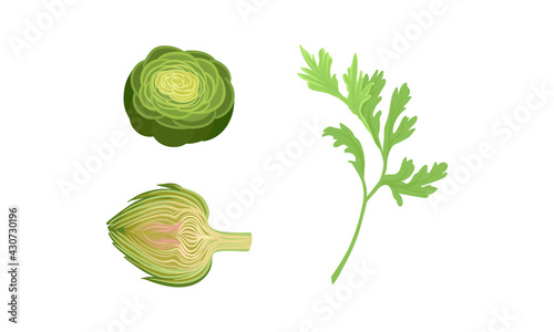 Celery and Globe Artichoke as Cultivated Vegetable for Vegetarian Nutrition Vector Set