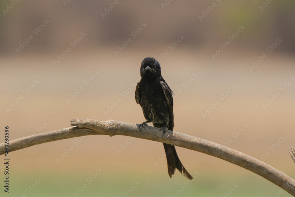 Black Drongo or Dicrurus macrocercus sitting on a branch Black Drongo or Dicrurus macrocercus sitting on a branch