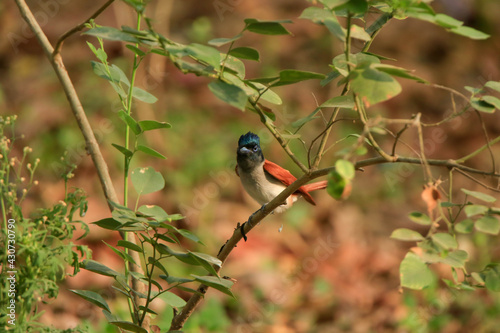 indian paradise flycatcher (Terpsiphone paradisi) female, orange bird photo