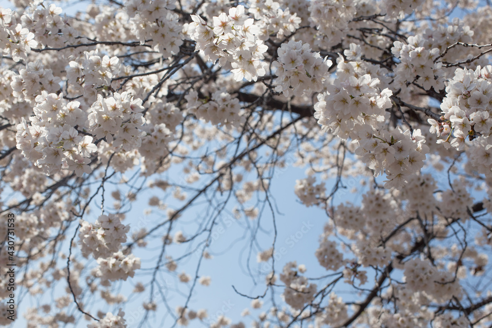 White Cherry blossoms in full bloom. A korea spring scene. White Cherry blossoms in full bloom. A korea spring scene.