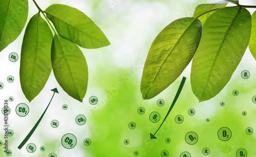 Fresh green spring leaves on natural background. Carbon dioxide absorption and oxygen release. photo