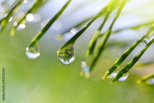Drops of rain on the needles of the pine branch close up. Nature background.