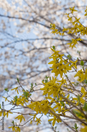 Blooming spring yellow shrub flowers Forsythia intermedia. © bong