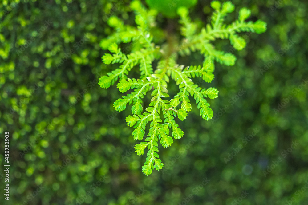 close up of green fern