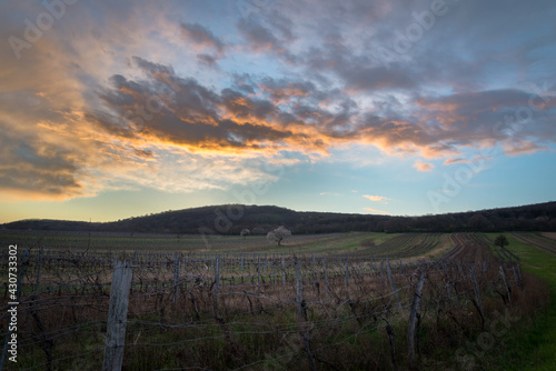 Sunset over autumn vineyards in Burgenland