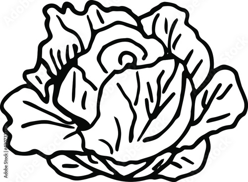 A head of cabbage drawn by hand. Vector black and white illustration. Isolated object on a white background. Vegetable from the garden. Healthy food, vegetarian food.