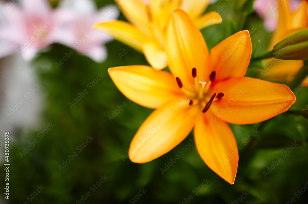 Beautiful spring or summer blooming Lily plant. Selective focus with shallow depth of field Beautiful spring or summer blooming Lily plant. Selective focus with shallow depth of field