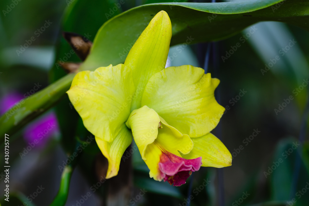 Obraz premium Beautiful yellow orchids