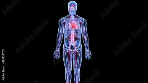 human circulatory system anatomy 3d illustration