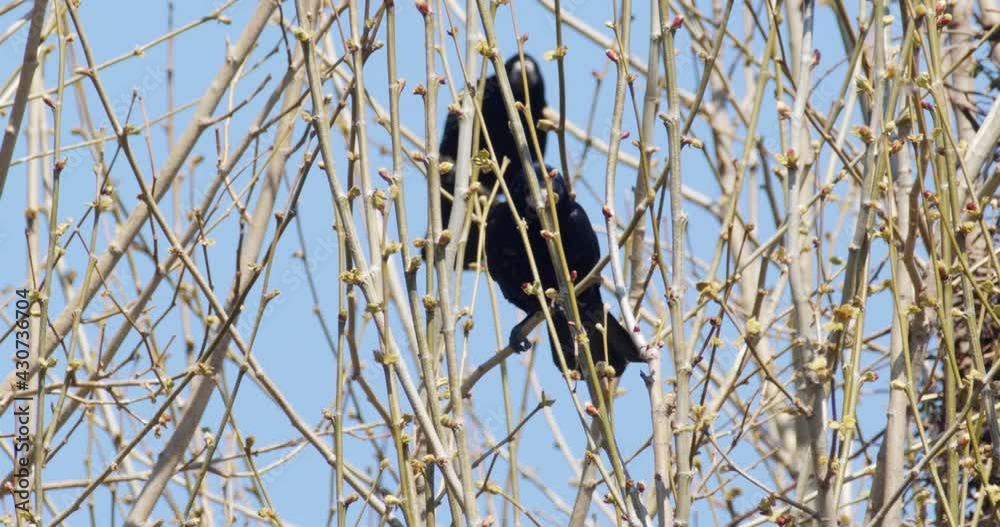 The rook (Corvus frugilegus), nesting on the trees in the town park