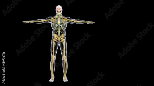 human skeleton anatomy 3d illustration © shot4sell