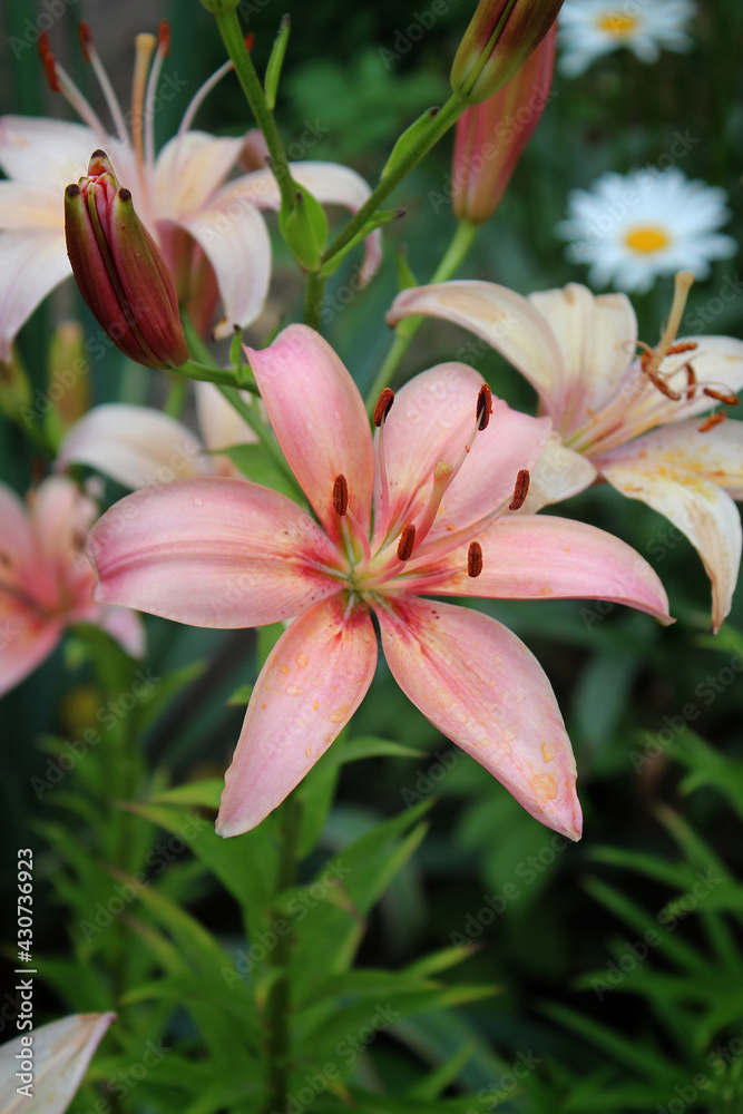 Fototapeta premium Floral background of lily. Beautiful abstract wedding invitation with pink lily flower on background. Spring greeting card. Abstract natural background. Spring decoration background. Beautiful