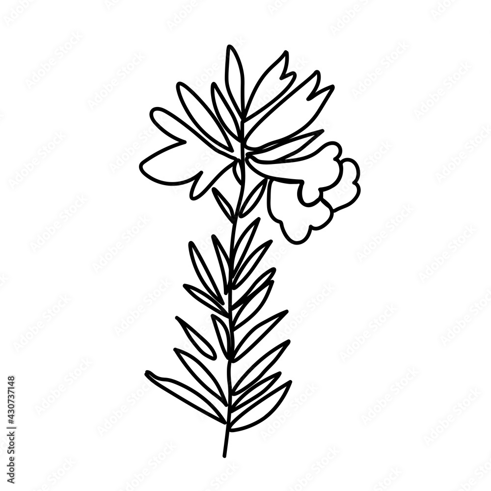 One simple vector flower with a black line.Botanical hand drawn illustration on isolated background.Vintage doodle style picture.Design for packaging, poster,social media,invitation,greeting card.