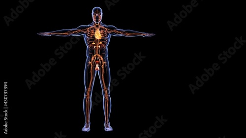 Fototapeta kuchenna human circulatory system anatomy 3d illustration