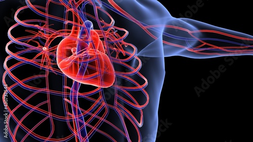 human circulatory system anatomy 3d illustration photo