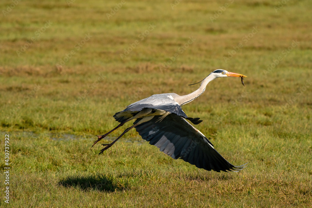 Fototapeta premium Beautiful gray heron fishes a large insect from a ditch and flies away with it. Wildlife in its natural habitat