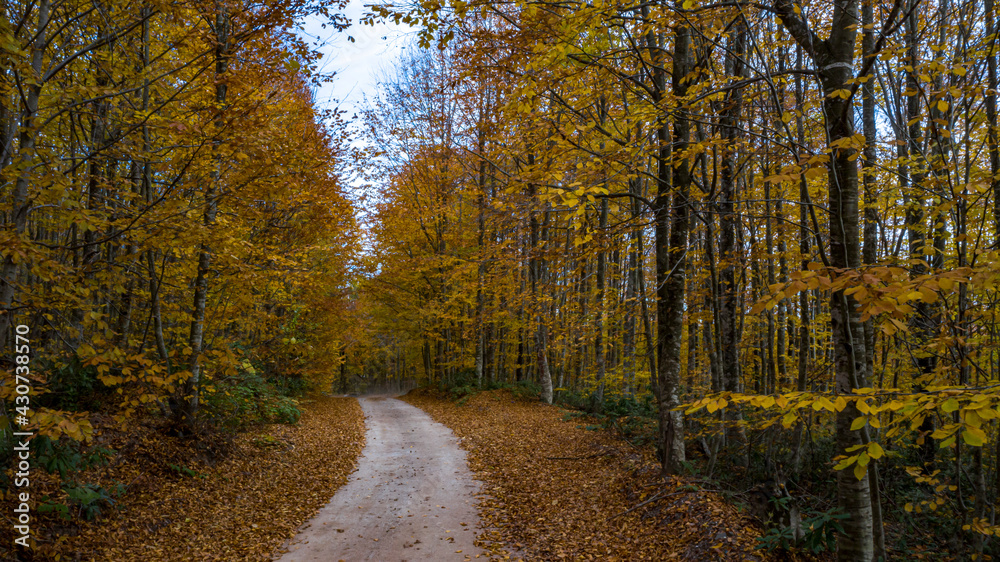 Obraz premium A beautiful road view through the forest in autumn.