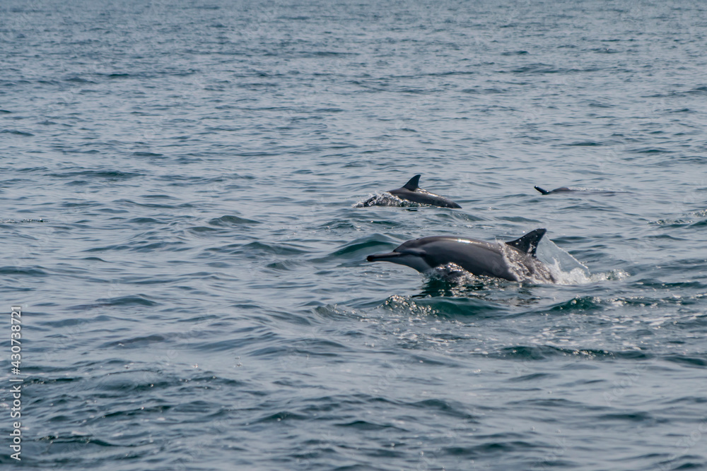 Fototapeta premium wild dolhpines
