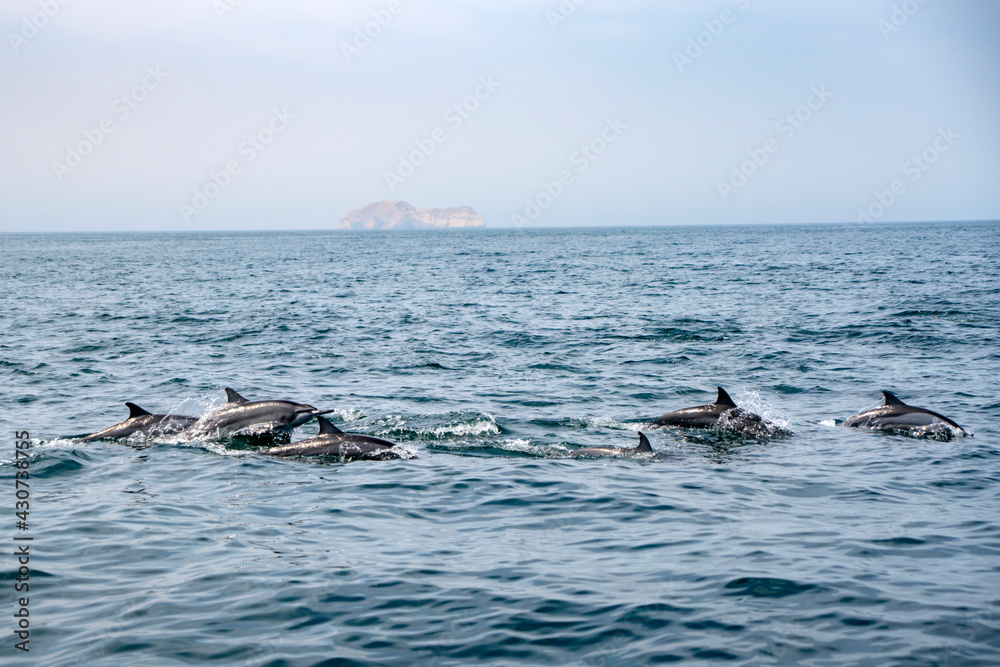 Fototapeta premium wild dolhpines