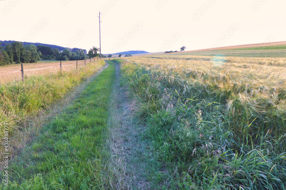 Country dirt road next to rows of wheat in fields on a spring day in rural Germany. Country dirt road next to rows of wheat in fields on a spring day in rural Germany.