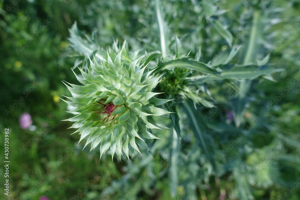 Unopened thistle flower close-up on the background of a green meadow. Natural ecological medicinal herbs. Natural green background.
