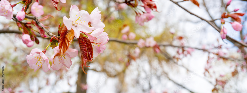 Sakura blossom in spring. Beautiful pink flowers of the tree. Sakura blossom in spring. Beautiful pink flowers of the tree.