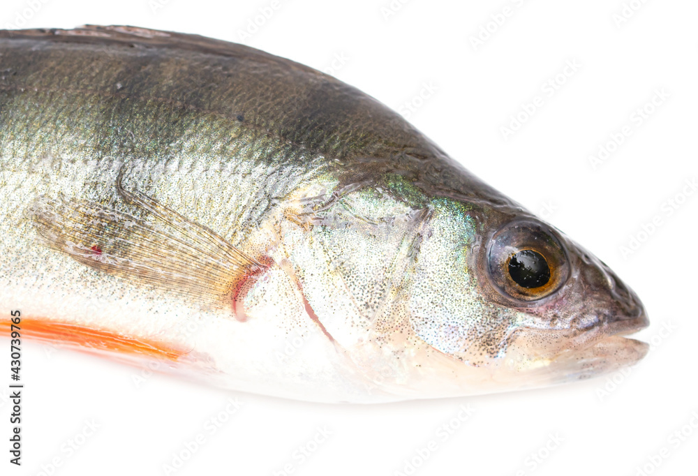 Perch fish isolated on white background.