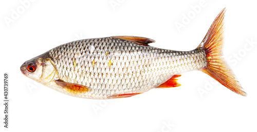 Redfin fish isolated on white background.