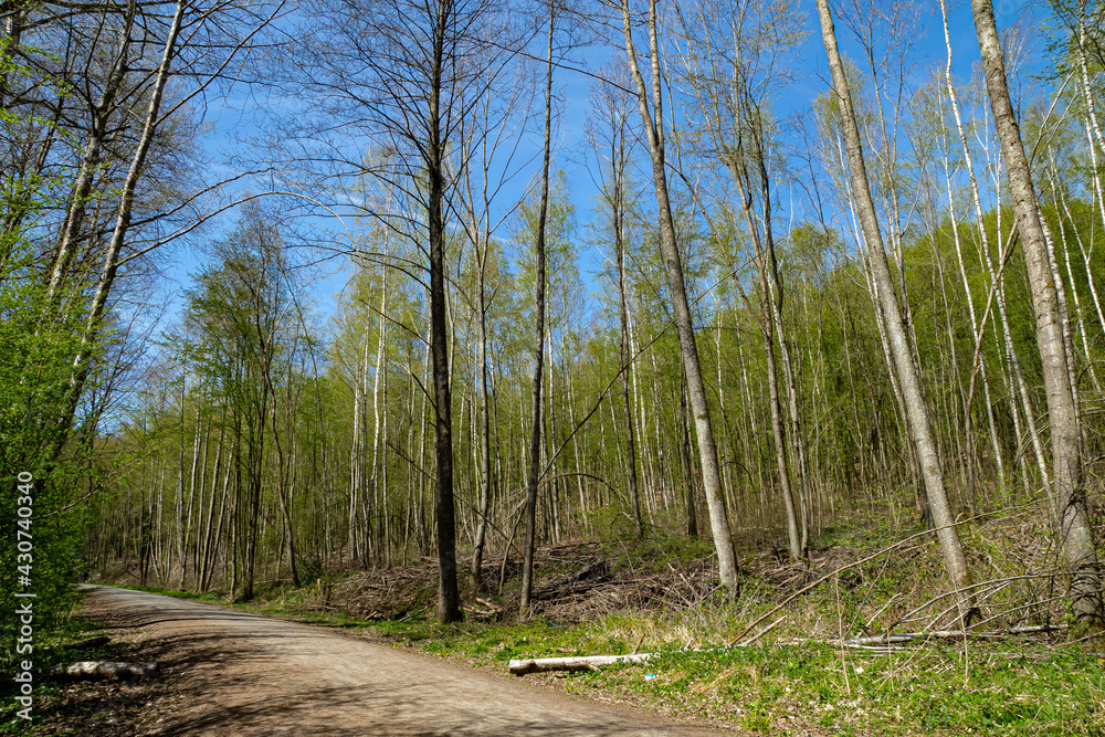 Waldweg