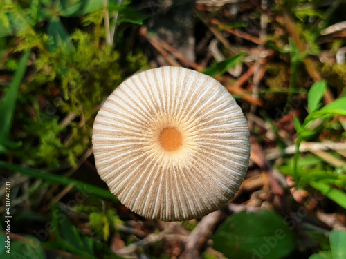 Top view of the white mushroom parasola plicatilis growing in the grass in autumn.