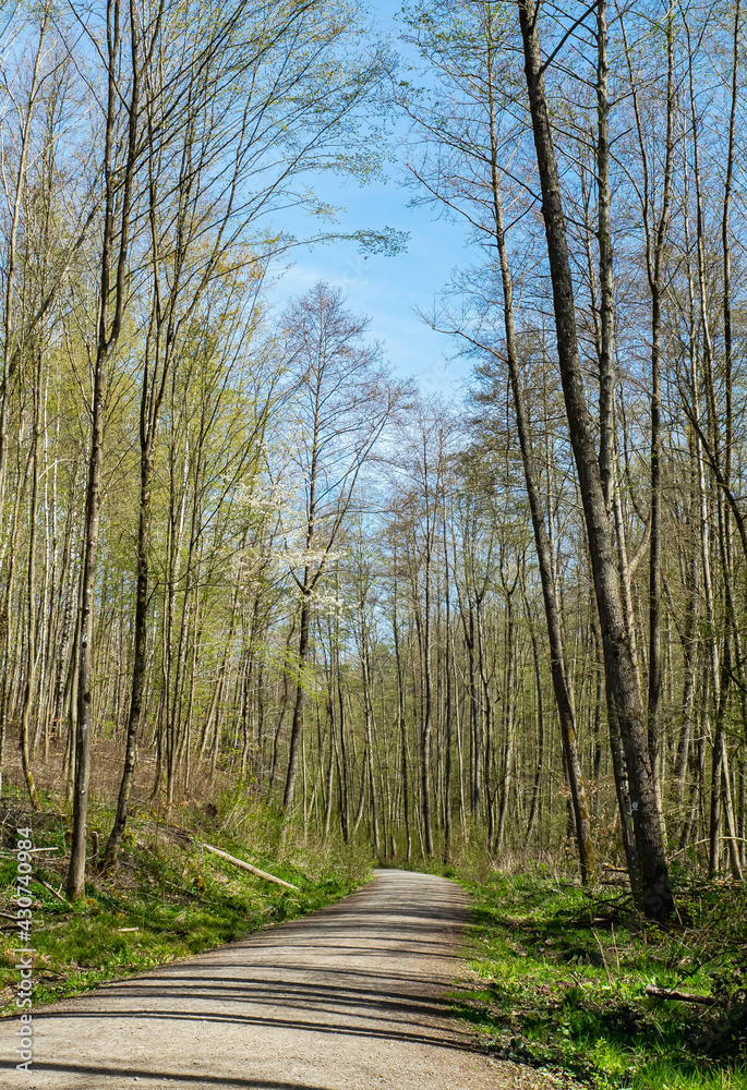 Waldweg
