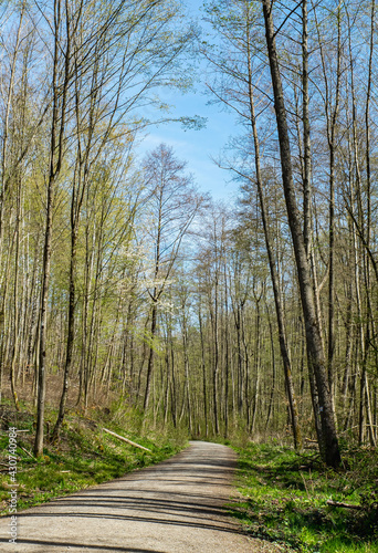 Obraz na płótnie Waldweg w salonie