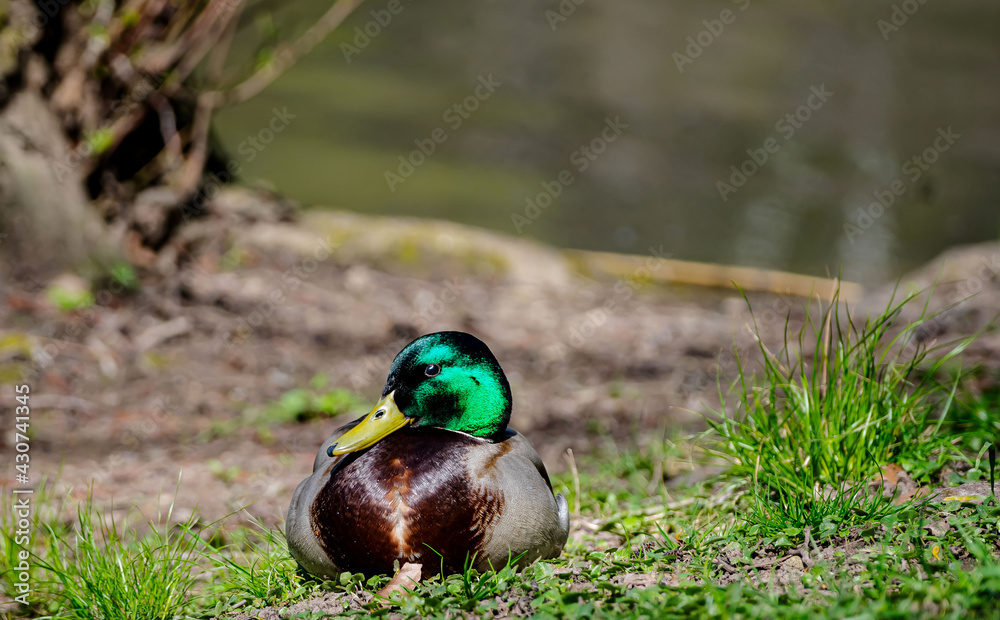 Ente