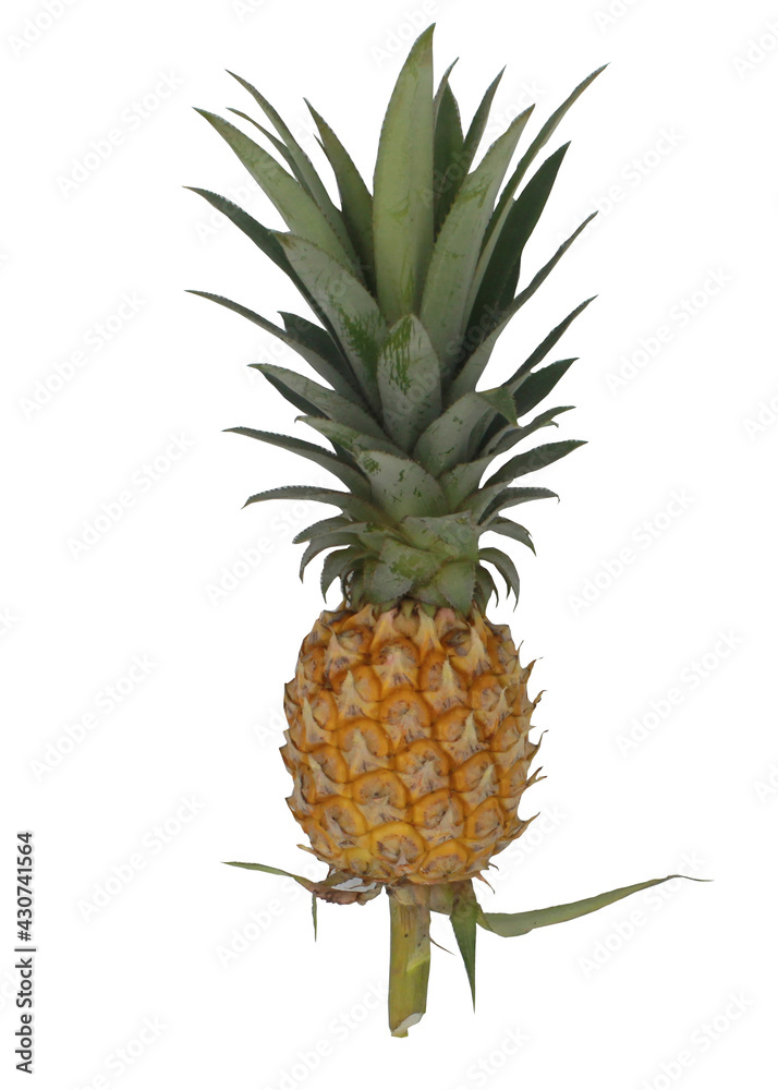 Fototapeta premium pineapple isolated on white