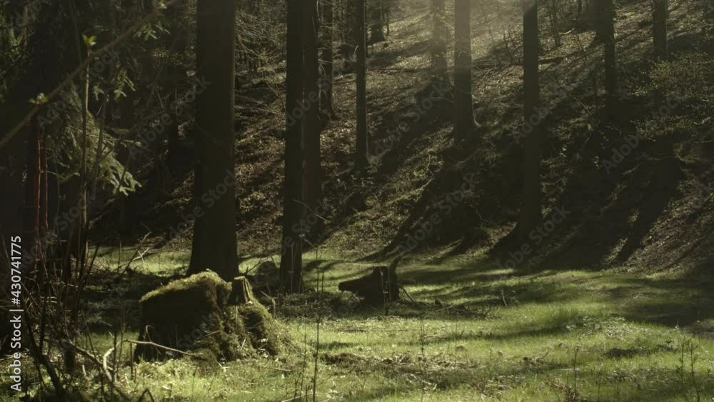 Beauty of nature and ligft. Quiet forest glade.