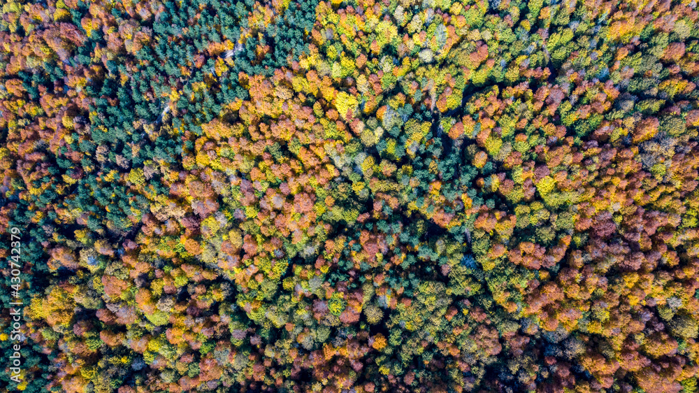 A beautiful road view through the forest in autumn. A beautiful road view through the forest in autumn.