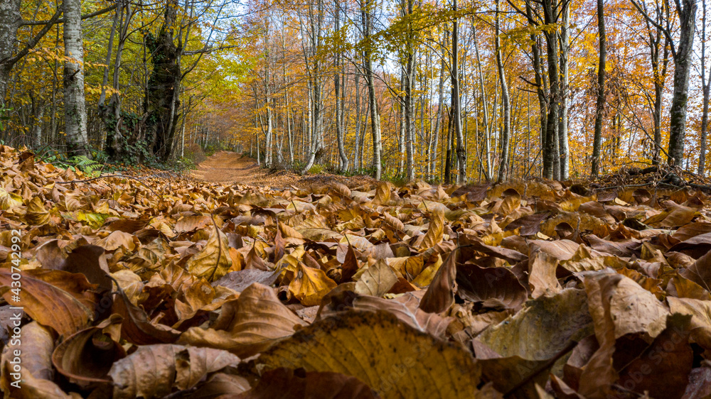 A beautiful road view through the forest in autumn. A beautiful road view through the forest in autumn.
