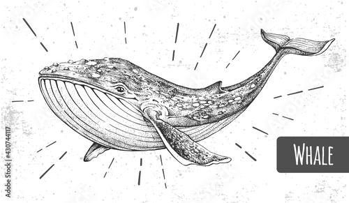Realistic illustration of whale on grunge background. Vector illustration