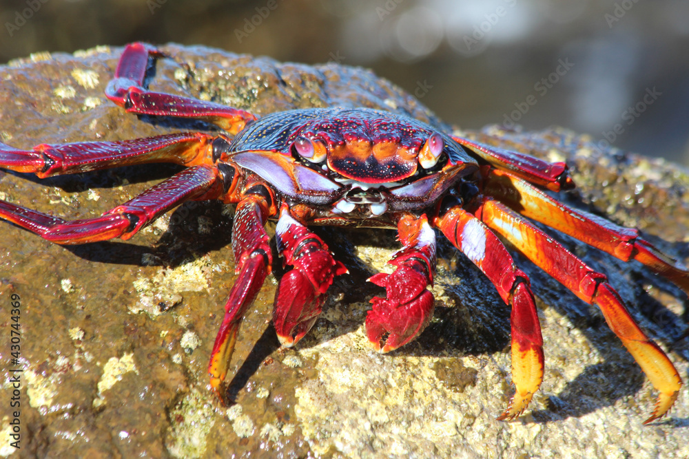 rote_Klippenkrabbe rote_Klippenkrabbe