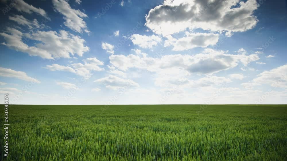 Fresh green wheat field agains blue sky and fluffy white clouds, 4k video Fresh green wheat field agains blue sky and fluffy white clouds, 4k video