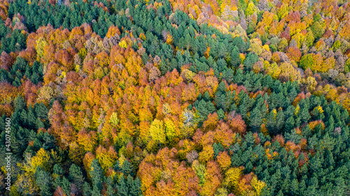 Beautiful autumnal landscape in the forest from hendek in Turkey
