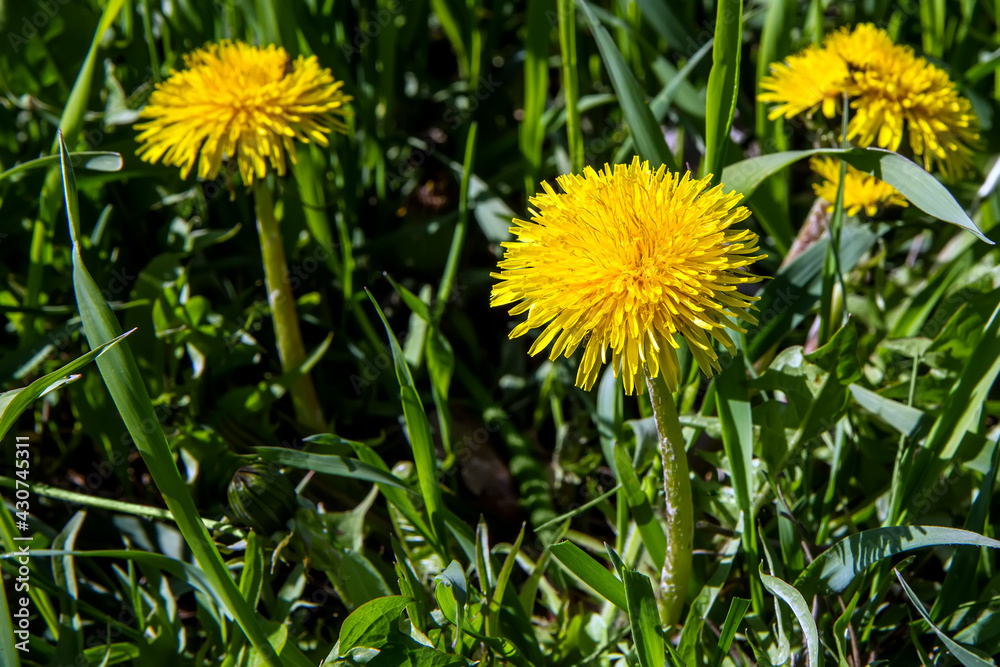 Dandelions on a background of green grass. Spring flowering of yellow dandelions. Three inflorescences are visible. Dandelions on a background of green grass. Spring flowering of yellow dandelions. Three inflorescences are visible.