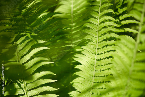 A abstract closeup of fresh green fern leaves in the dappled woodland sunshine, UK Landscape.