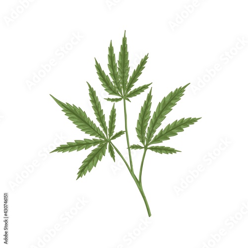 Cannabis plant with leaf. Marijuana or hemp branch with leaves. Vintage botanical art. Realistic hand-drawn vector illustration of medical marihuana isolated on white background