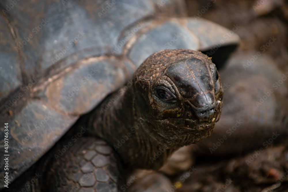 Land turtle Land turtle