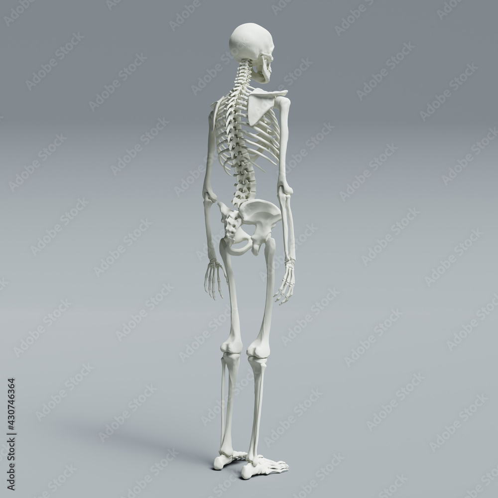 3d rendered illustration of a skeleton 3d rendered illustration of a skeleton