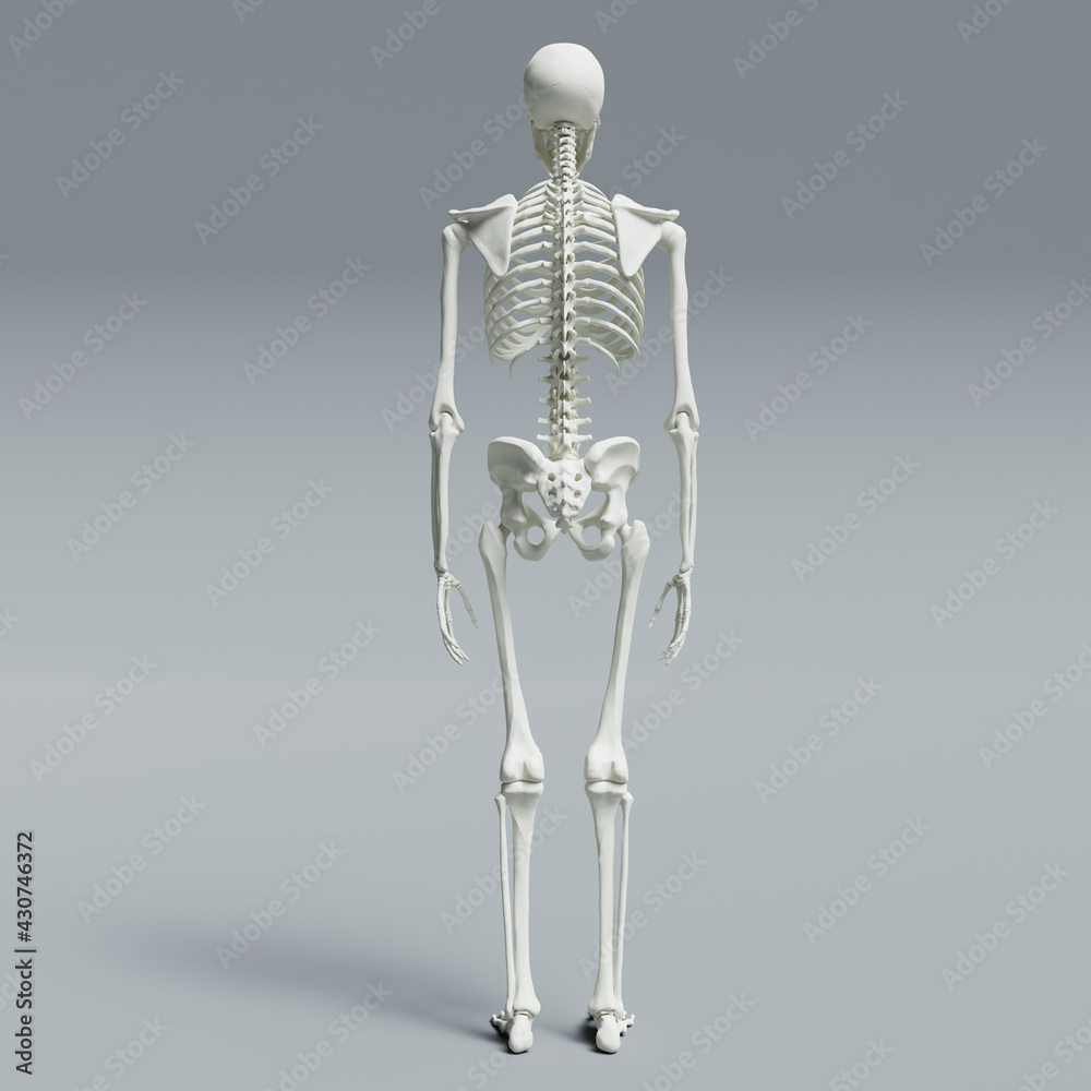 3d rendered illustration of a skeleton 3d rendered illustration of a skeleton