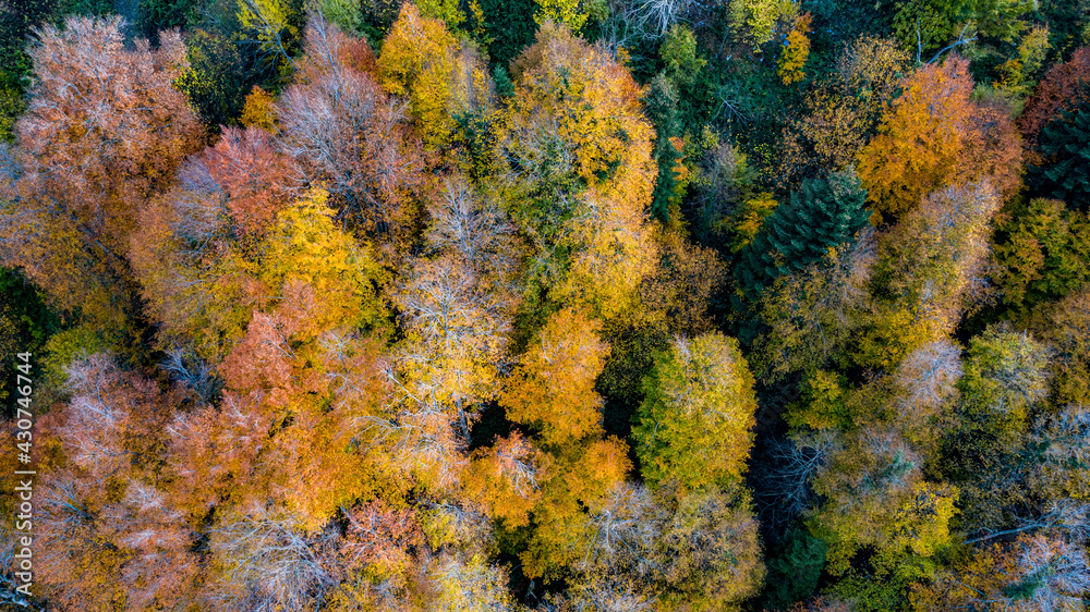 Beautiful autumnal landscape in the forest from hendek in Turkey