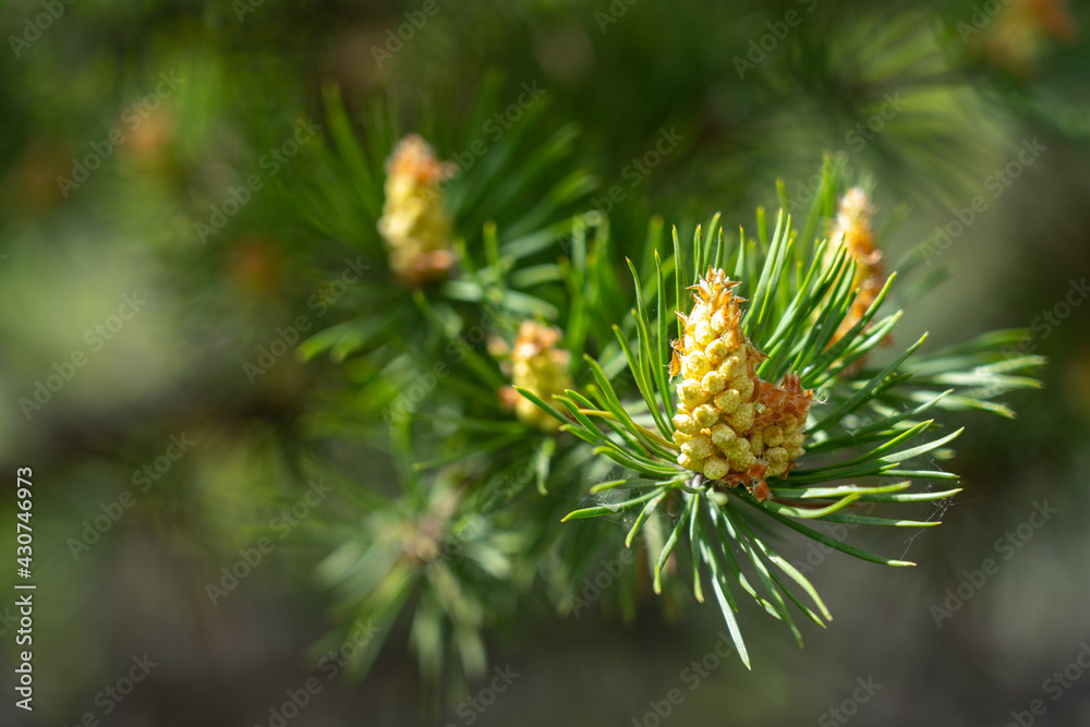 Pine buds. A new sprout on a pine branch. Shallow DOF macro Pine buds. A new sprout on a pine branch. Shallow DOF macro