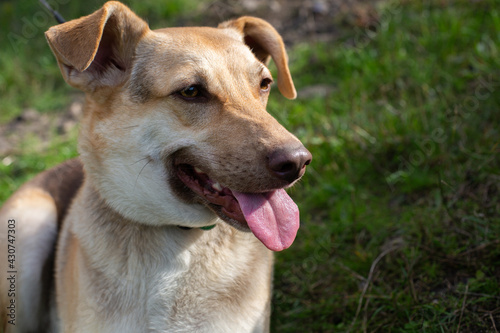 Portrait of domestic happy shepherd dog muzzle with open mouth, show tongue at nature green background during walk